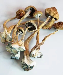 arenal volcano magic mushrooms