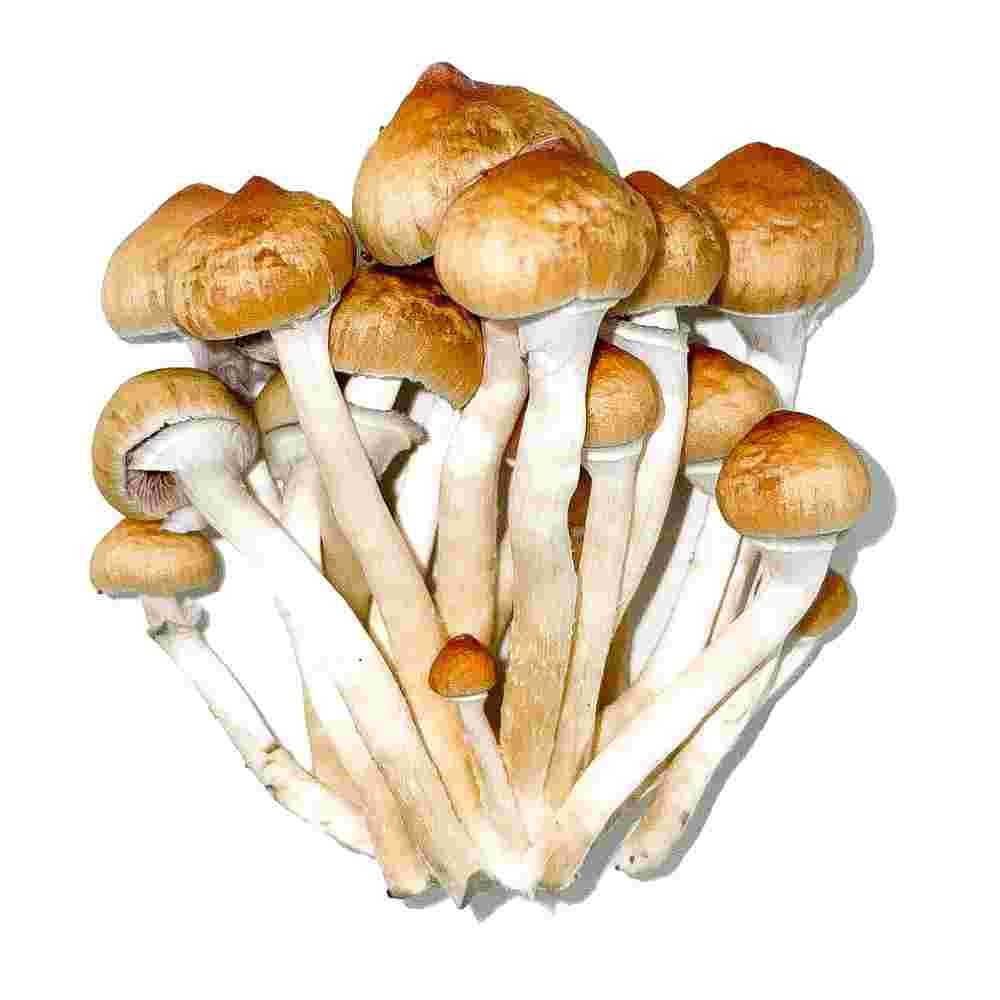 golden teacher magic mushrooms golden teacher magic mushrooms