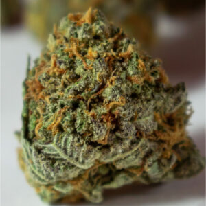 Buy Malibu jack Online