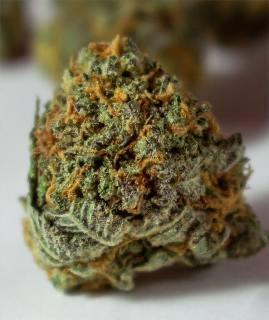Buy Malibu jack Online