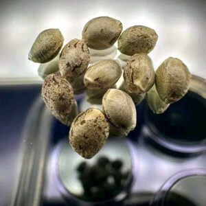 OUTDOOR SEEDS