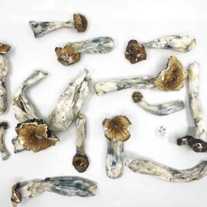 Tidal Wave Magic Mushrooms