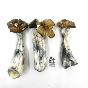 Tidal Wave Magic Mushrooms