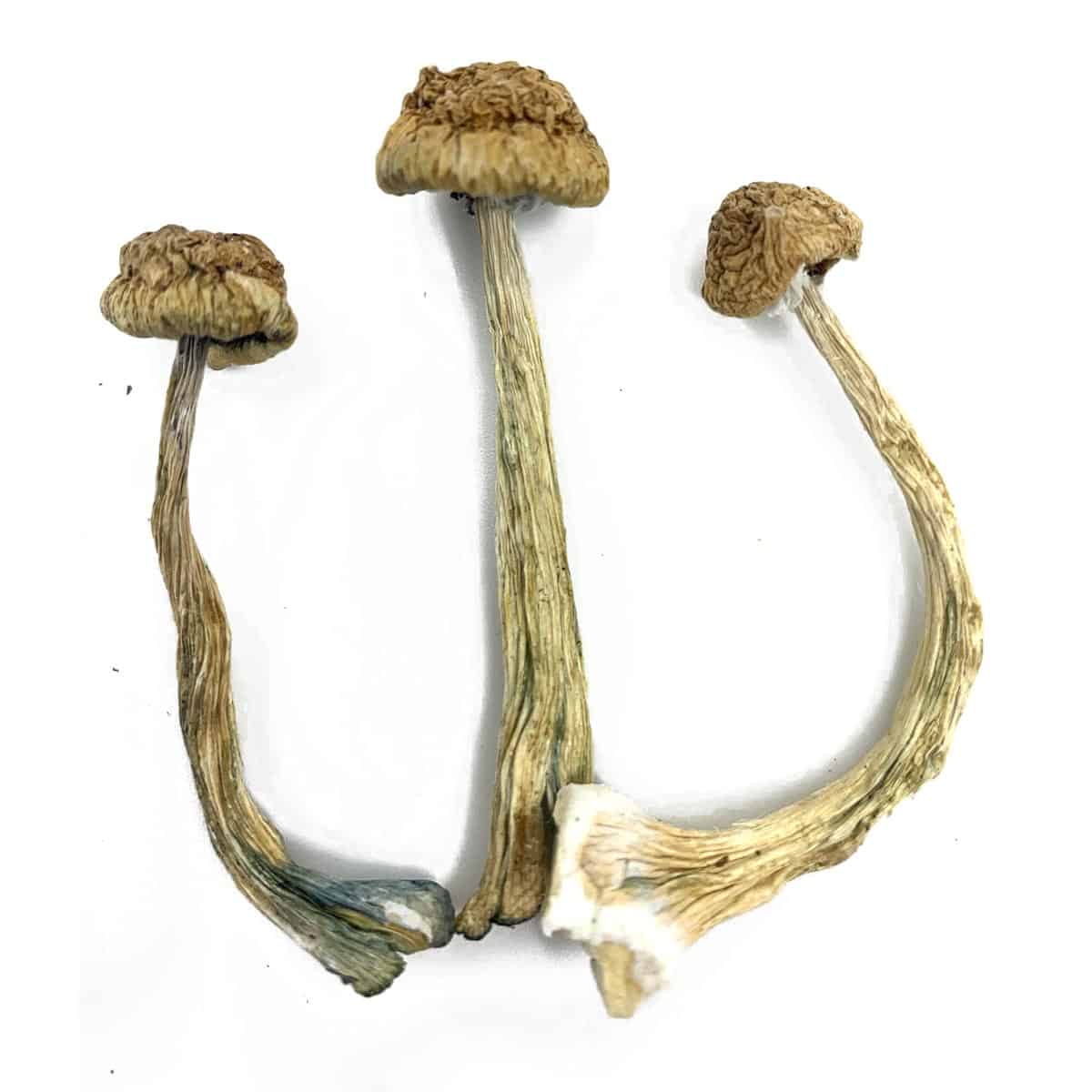 Ounce Magic Mushroom Specials