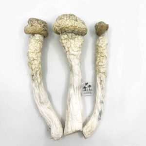 Thrasher PE Magic Mushrooms