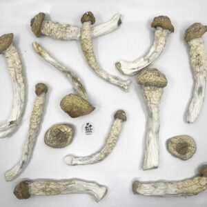 Thrasher PE Magic Mushrooms