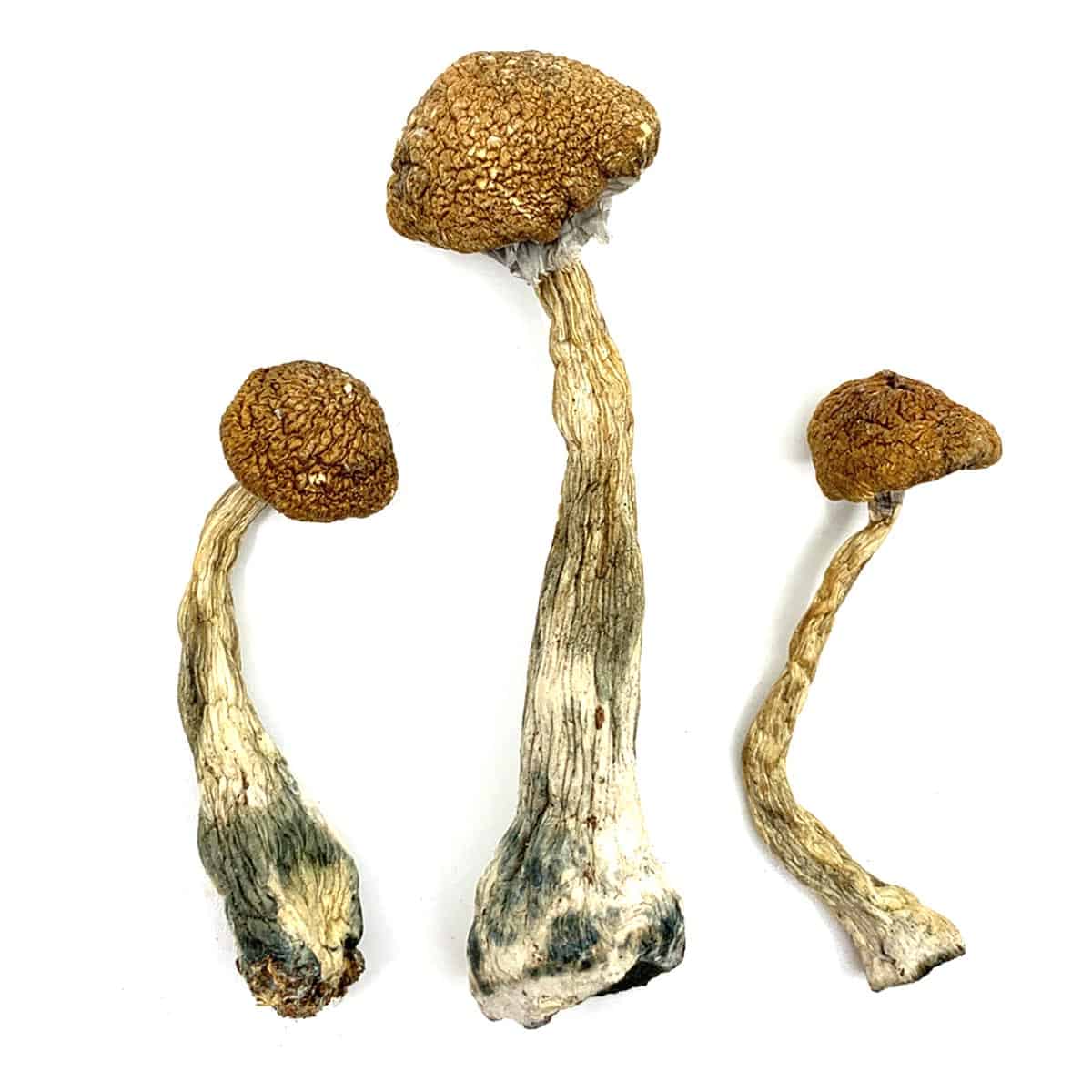 Wavy Z’s Magic Mushrooms (Wavy Shrooms)