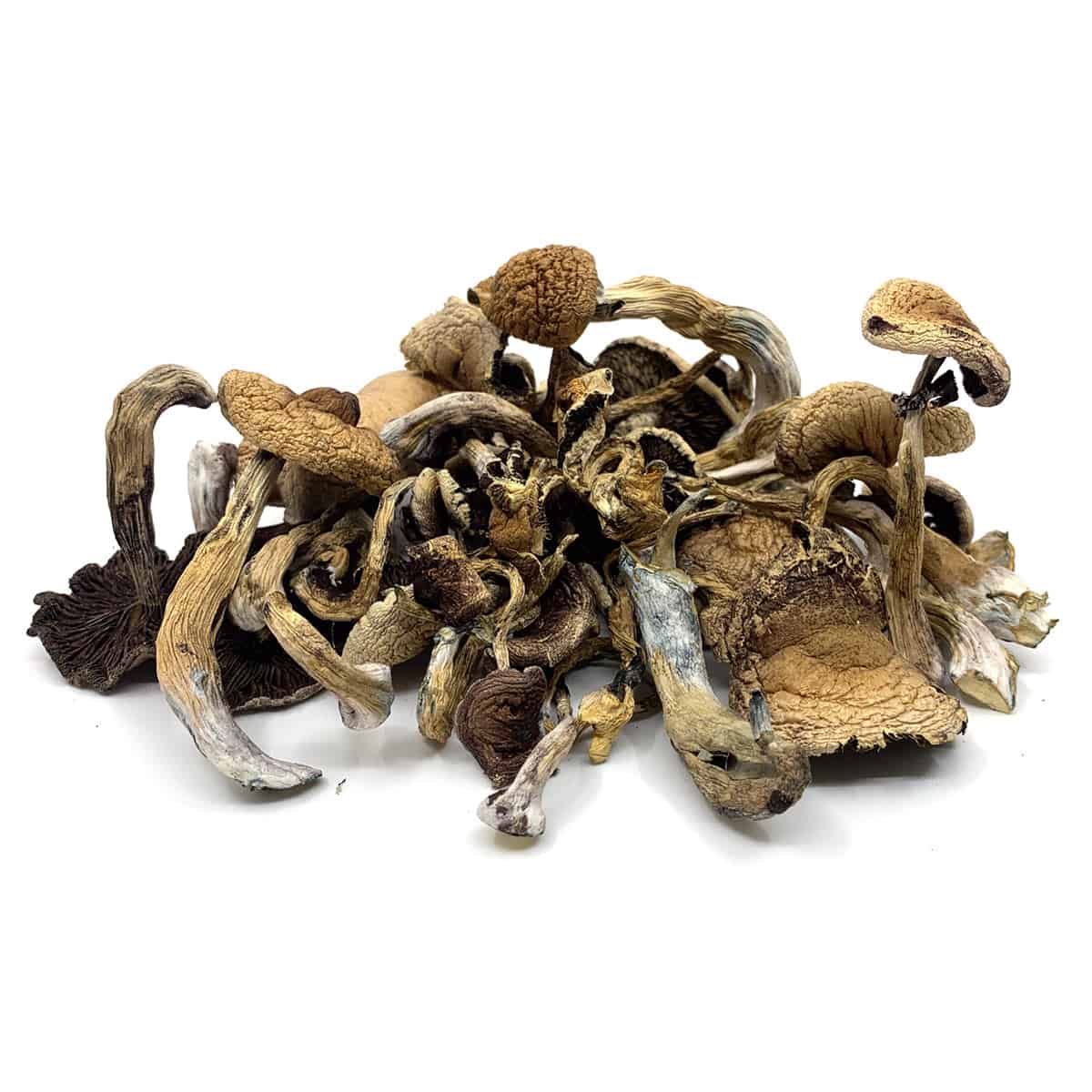 Golden Teacher Magic Mushrooms